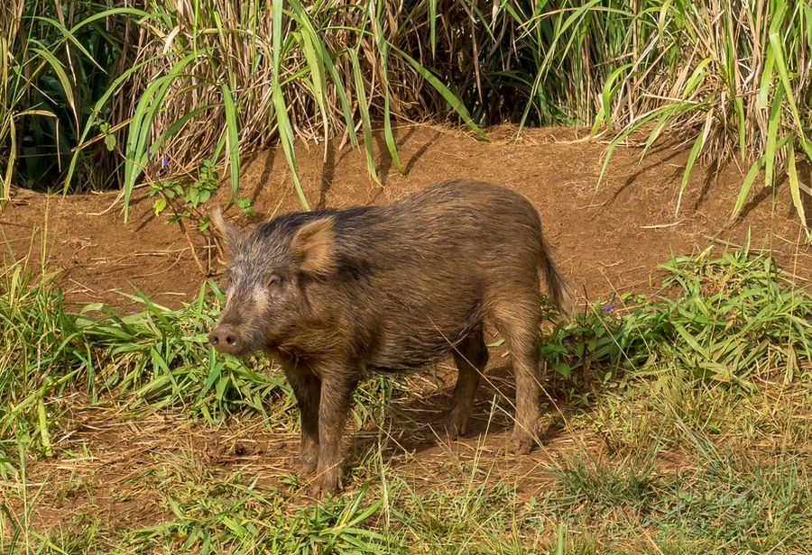 A wild pig in the uplands on the Hawaiian Island of Kauai