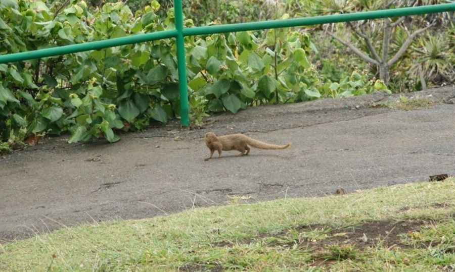 Road to Hana: mongoose in Waianapanapa State Park