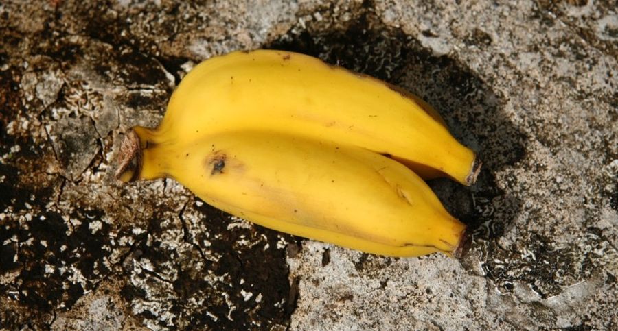 Road to Hana: Twin bananas bought at Twin Falls fruit stand