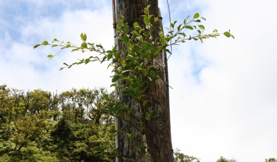 Road to Hana: green branches growing out of a utility pole
