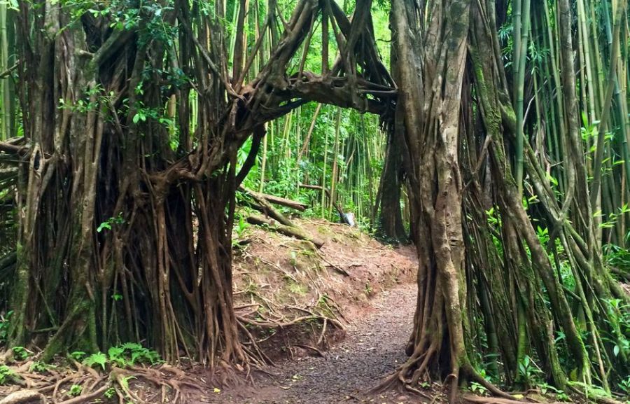 Best Oahu Hikes - Manoa Falls Trail; the banyan arch