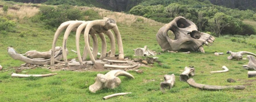 Kong Skull Island (2017); movie set with skulls and bones