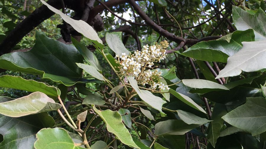 White blossoms of Kukui Nut Tree - the official state tree of Hawaii