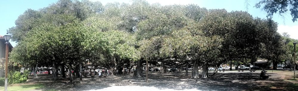Banyan Tree in Lahaina, Maui, is the oldest and largest banyan in Hawaii and the US