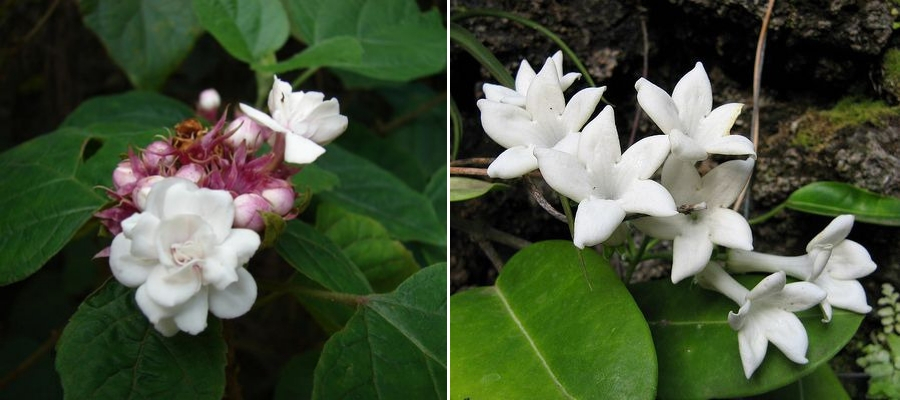 Forever Florals Hawaiian Perfume: Pikake flower
