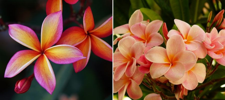 Forever Florals Hawaiian Perfume: Plumeria flowers