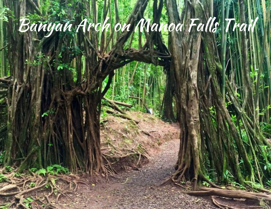 Banyan Tree in Lahaina: another large banyan tree along Manoa Falls Trail, Oahu