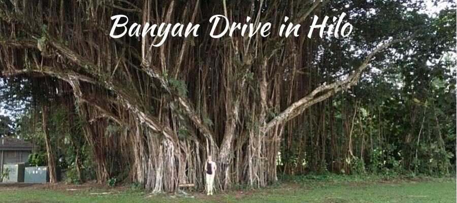 Banyan Tree in Lahaina: another large banyan tree on Banyan Drive in Hilo, Big Island
