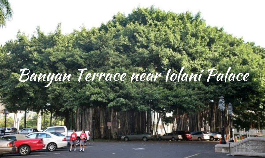 Banyan Tree in Lahaina: another large banyan tree near Iolani Palace, Oahu