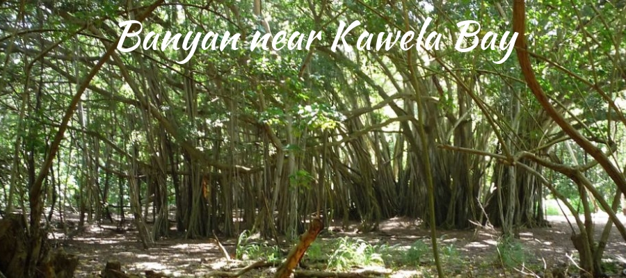 Banyan Tree in Lahaina: another large banyan tree near Kawela Bay, Oahu