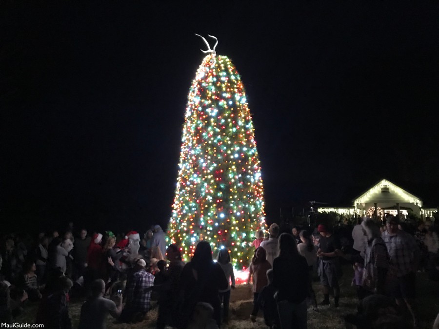 December in Maui: Maui Upcountry Christmas tree