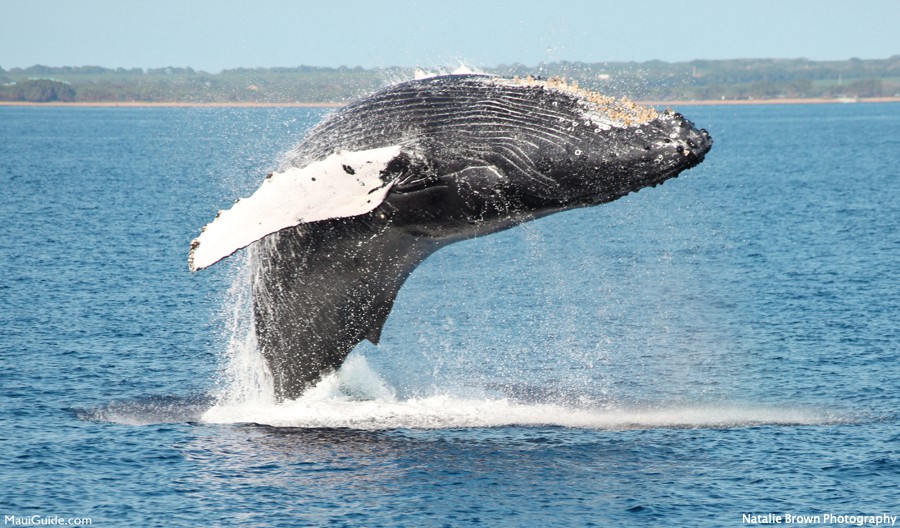 Maui in December: Whale watching