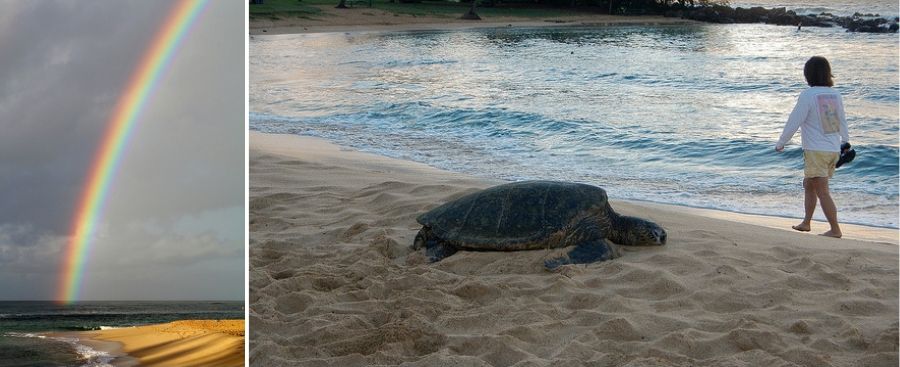 Poipu Beach in South Kauai: large turtle on the beach and a rainbow