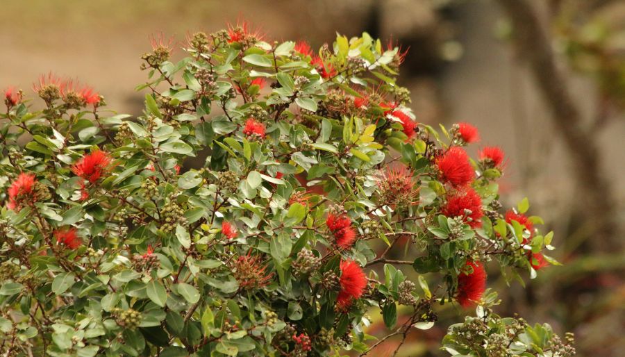 Red Ohia blossom