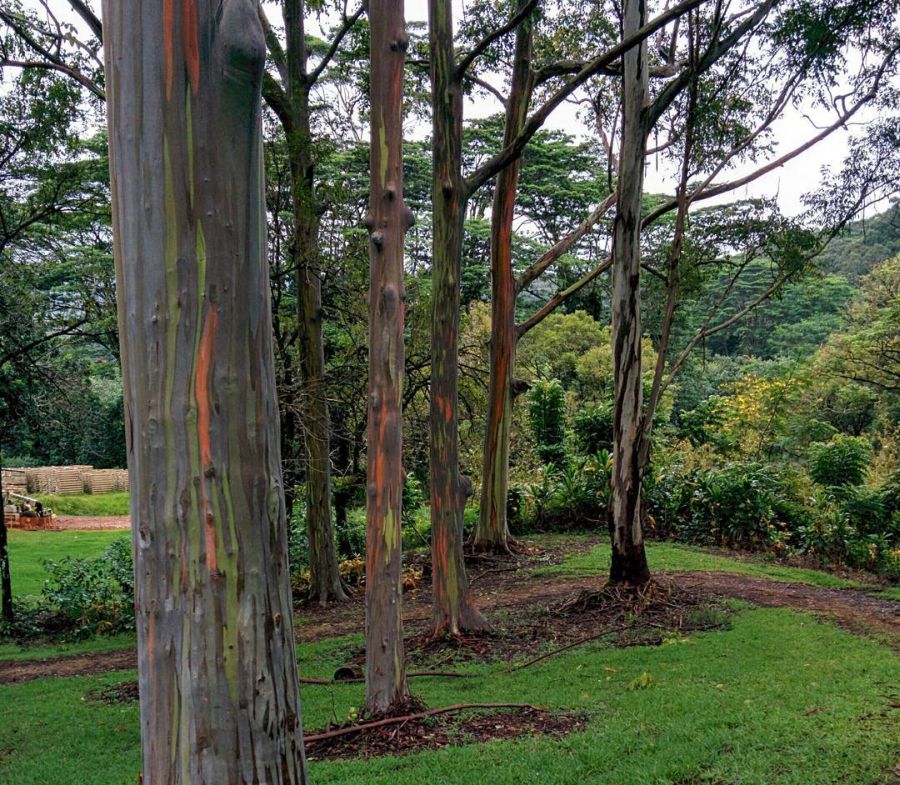 Tropic Thunder filming locations: Keahua Arboretum