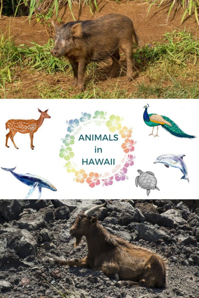 Have you met these Hawaii animals? Wild pigs, colorful peacocks, fast mongooses, wild goats, chatty Mynah birds, charming Axis deer, and of course ocean favorites – humpback whales, green sea turtles, dolphins and monk seals.