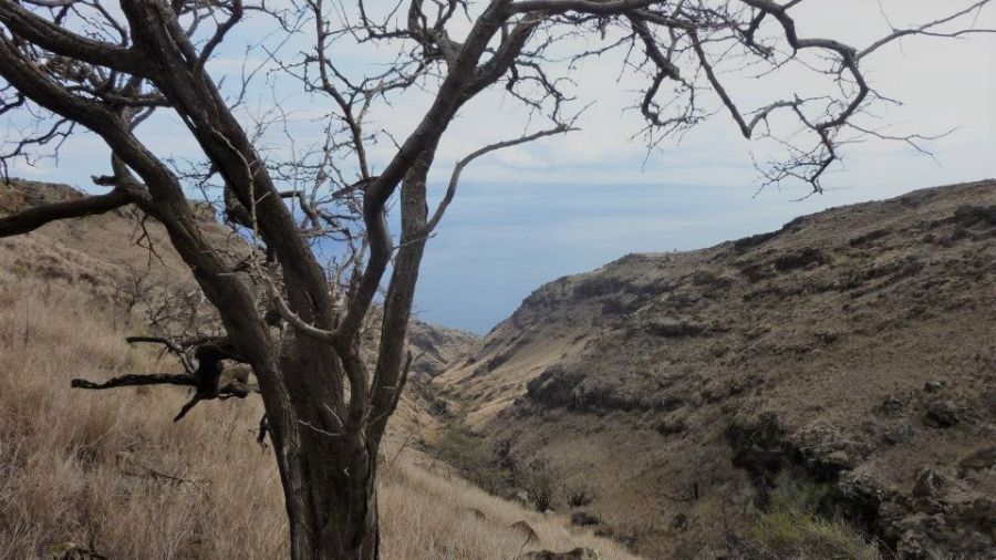 Wiliwili tree near one of gulches along the Lahaina Pali Trail