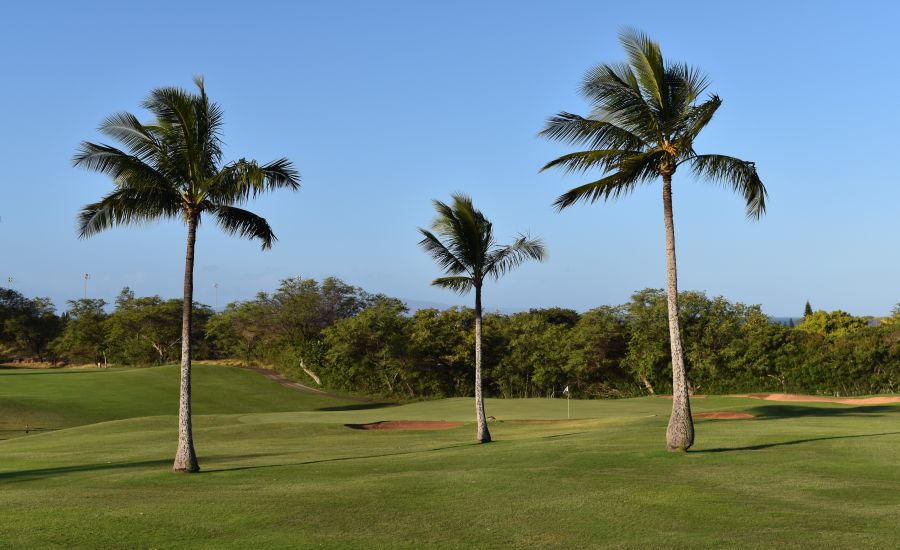 Backed by three palm trees, the 9th green may look peaceful, but its two-tiered slope give it some teeth