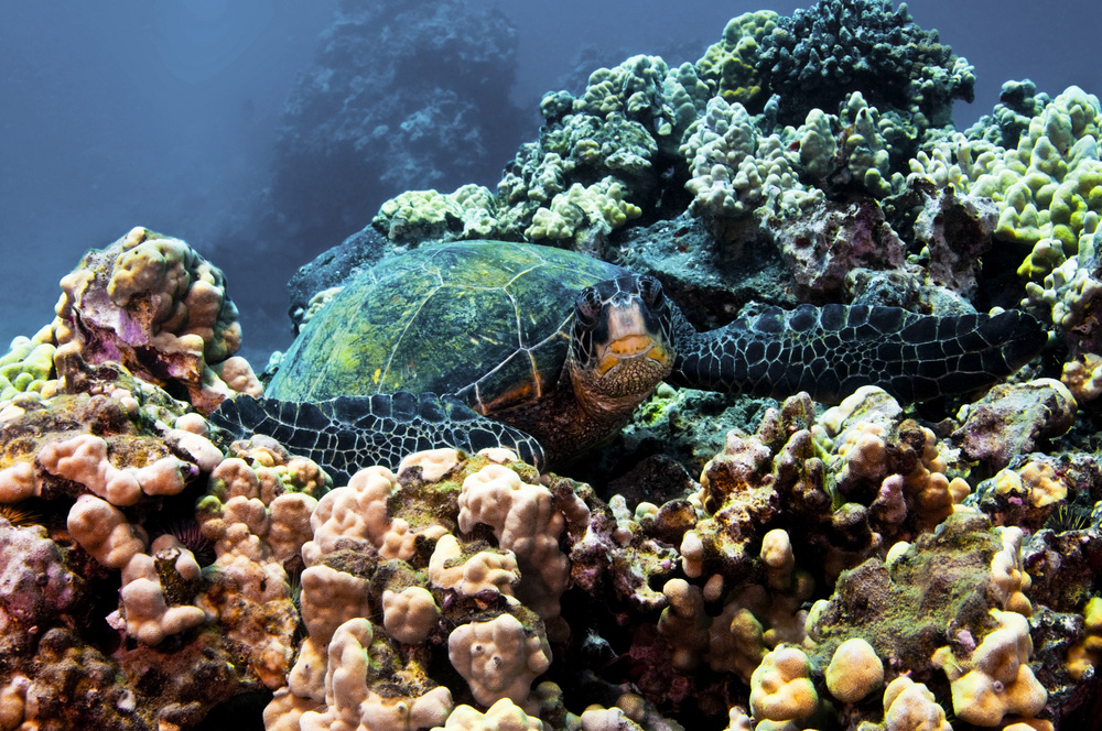 Located off the shore of West Maui, Coral Gardens is home to many marine species that take refuge in its gorgeous coral reef formations.