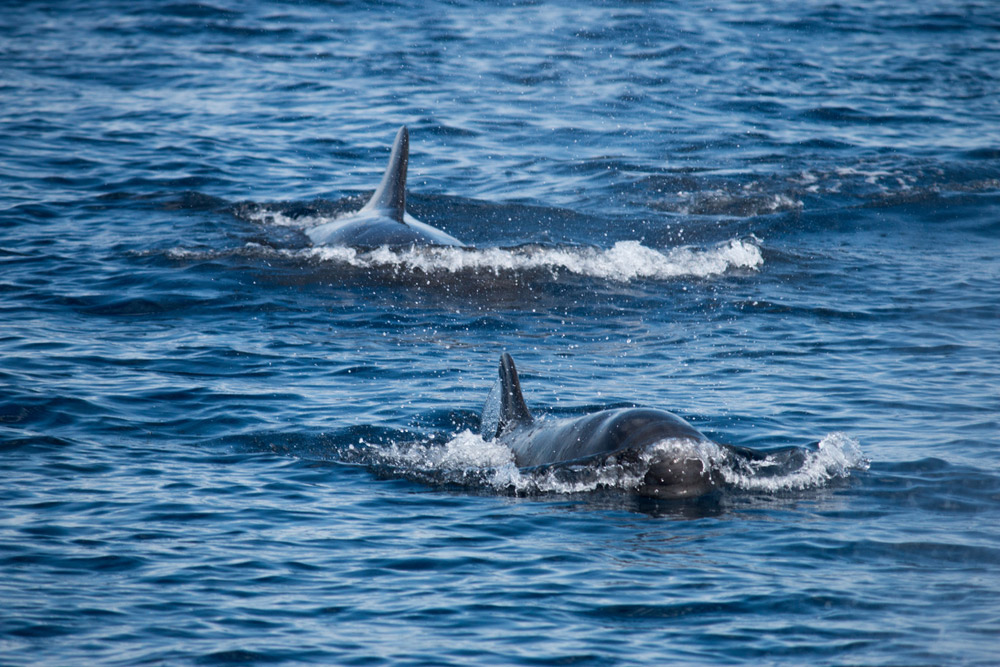 Cuvier's Beaked whales can be secretive, they are seldom seen by humans.