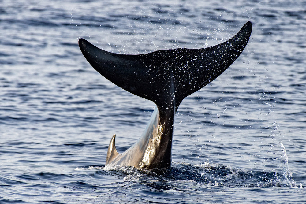 False killer whale