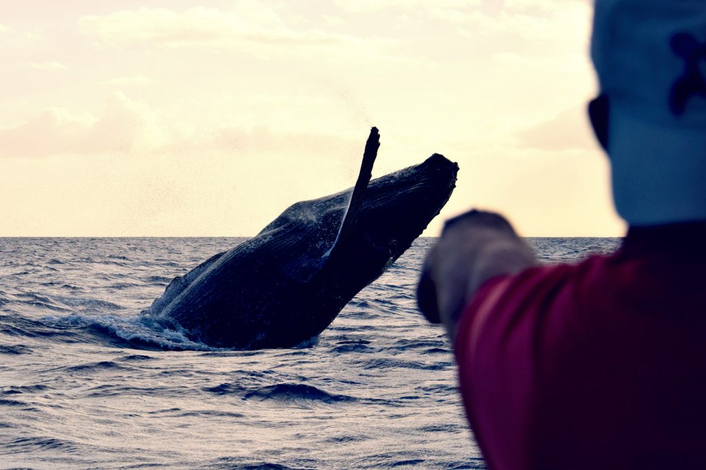 Humpback Whale Maui