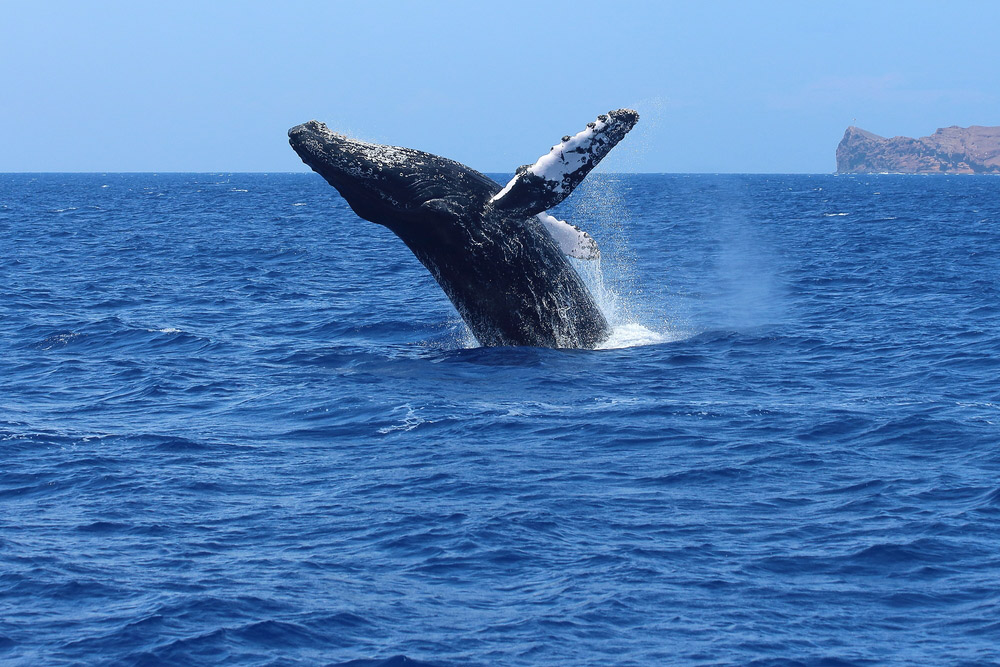 Breaching Humpback whale in Hawaii