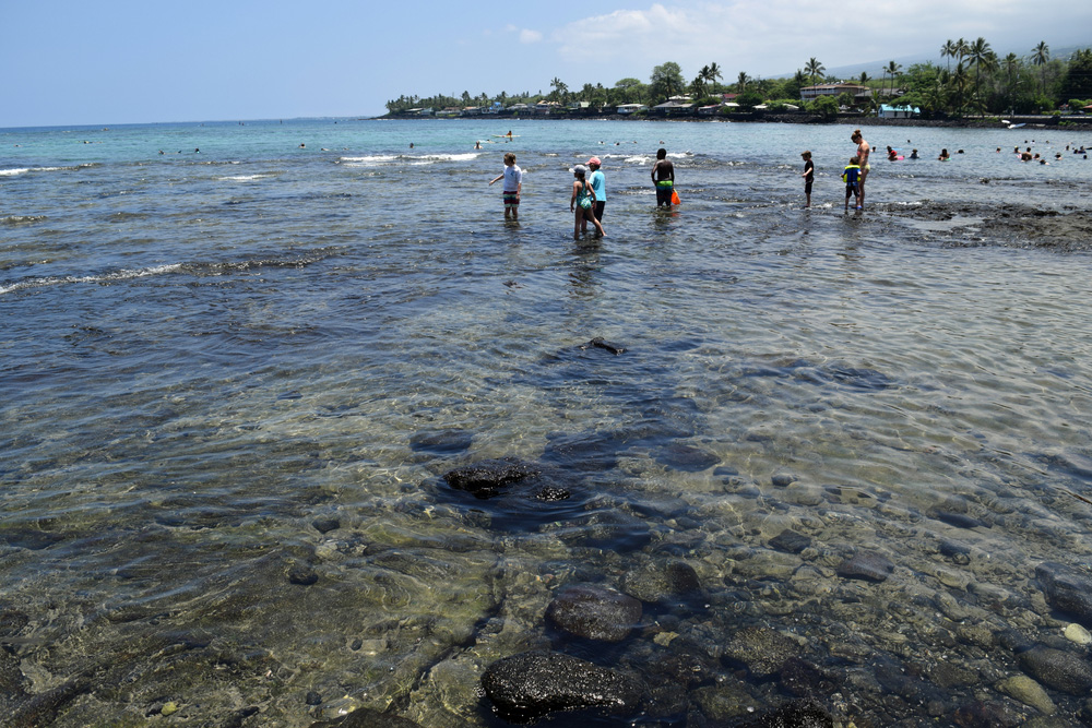 On Kahaluu Beach, sea turtles are known to sun themselves on the rocks in the bay and feed on seaweed in the shallow reefs just off the shoreline.