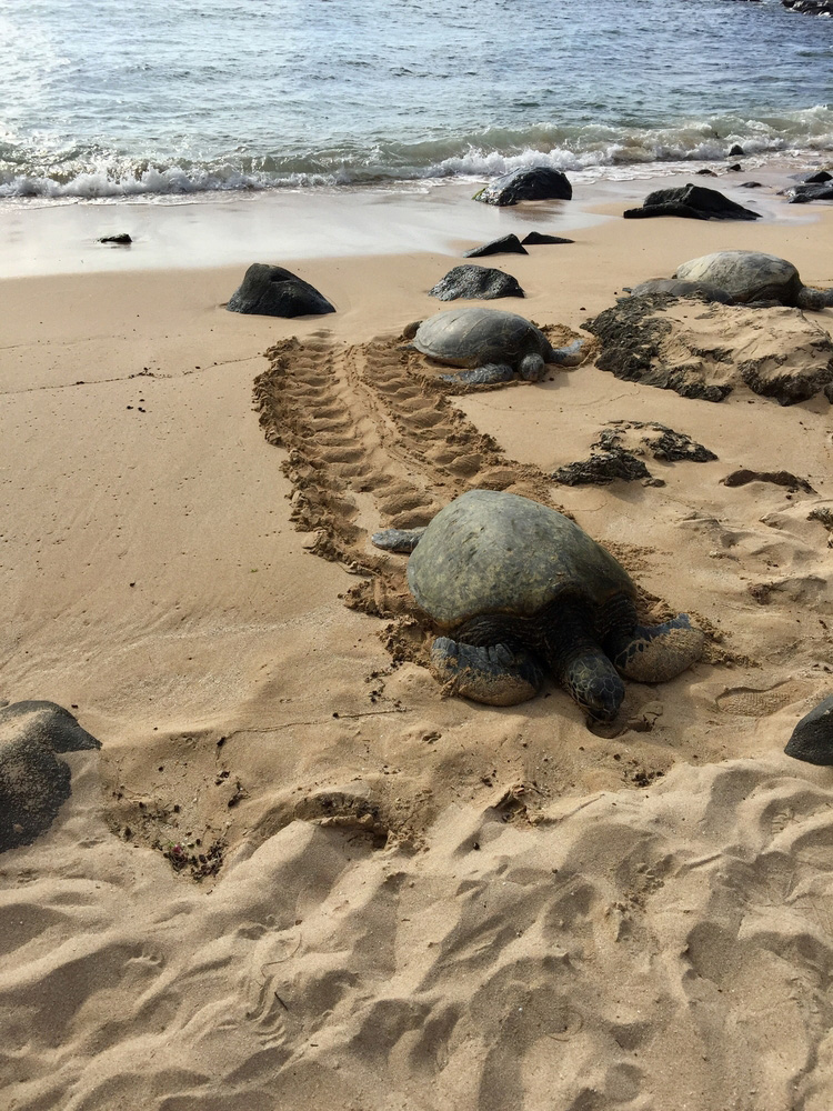Stop at Laniakea Beach on the north shore of Oahu to see sea turtles on the shoreline.