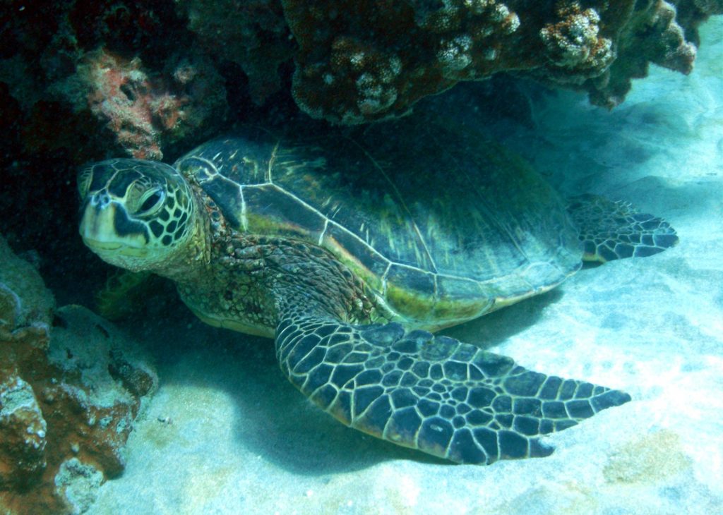 In Maunalua Bay, Oahu, turtles are very frequently seen relaxing under the coral overhangs about 20 feet below on the ocean floor.