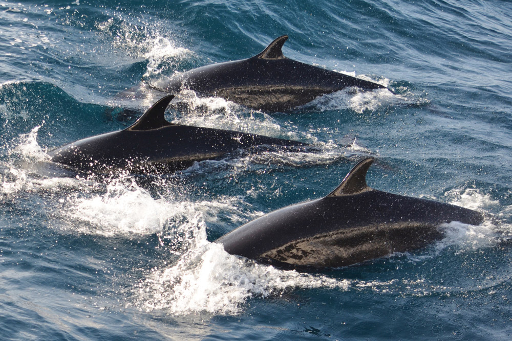 Melon-headed whales swimming in Timor