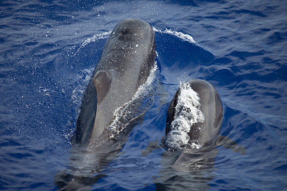 Mother and calf Short-Finned Pilot whale in Hawaii