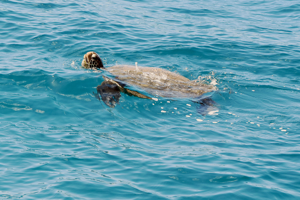 Best Turtle Snorkeling Locations: Na Pali Coast offers many options to explore and snorkel with sea turtles and all sorts of incredible marine life.