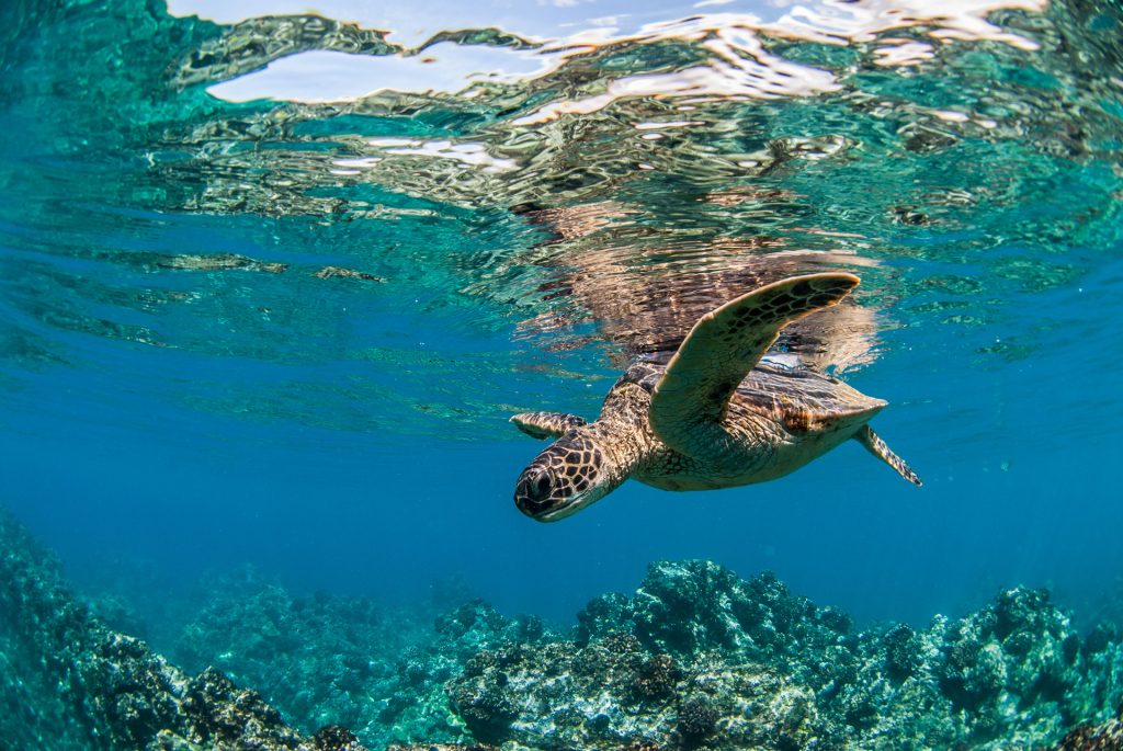 Snorkeling with turtles in Turtle Bay, Oahu