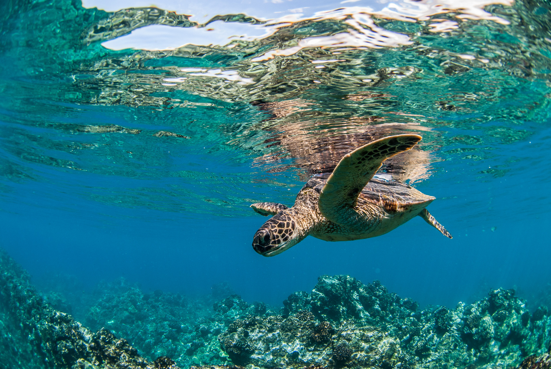 Best Turtle Snorkeling Locations in Hawaii HomeyHawaii