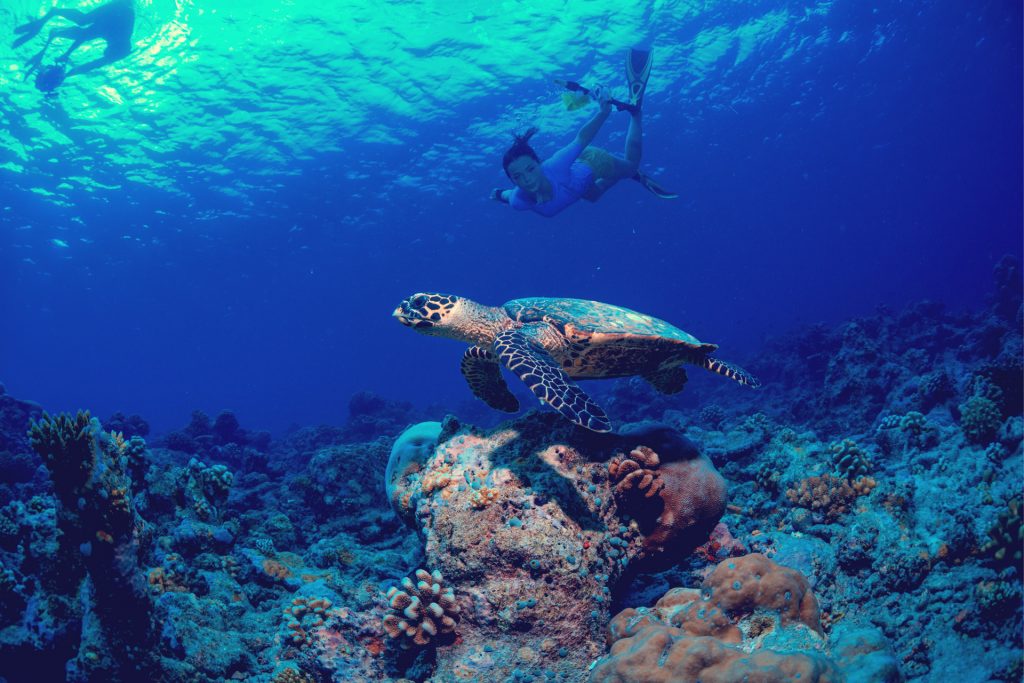 Turtle Town is considered one of the best snorkeling sites on Maui due to its calm conditions, clear waters, and a gentle slope that allows snorkelers of all levels to feel comfortable in the water.