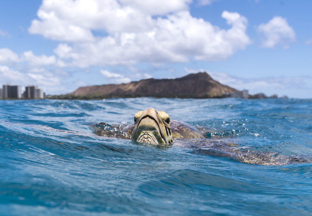 You can spot turtles in Waikiki on occasion. This turtle poses beautifully in front of the Diamond Head.