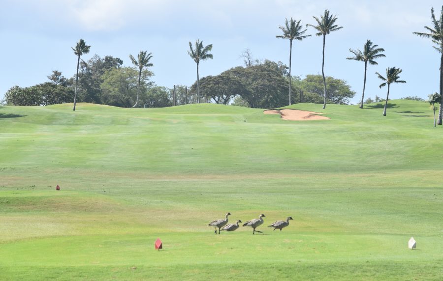 The Hawaiian State Bird, the Nene, welcomes golfers to the first tee at Maui Nui Golf Club