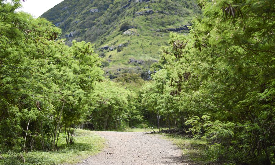 Following the entrance path to Kealia Trail beyond the chain.