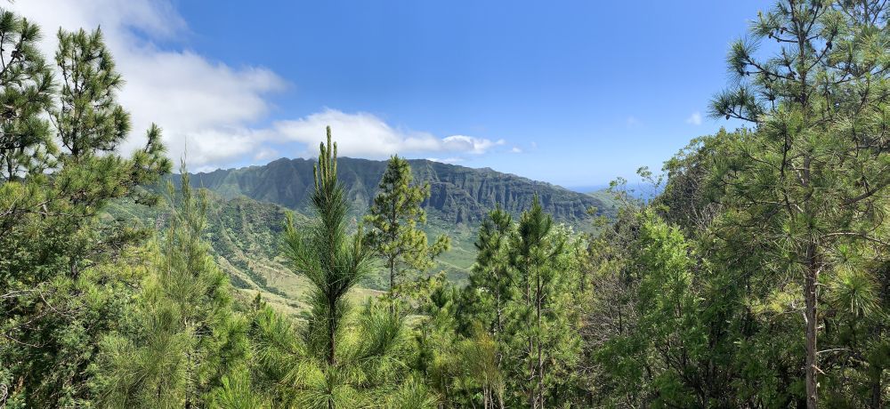 Kealia Trail is one of the loveliest hikes on the island of Oahu, gifting its trekkers with glimpses of azul waters through its leafy vegetation.