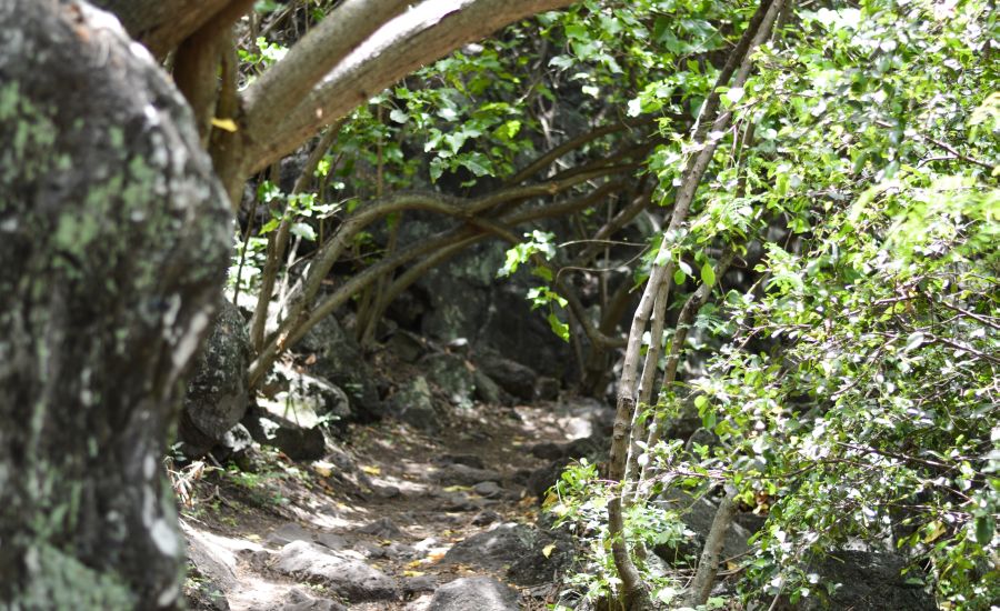 Storybook woods of West Oahu.