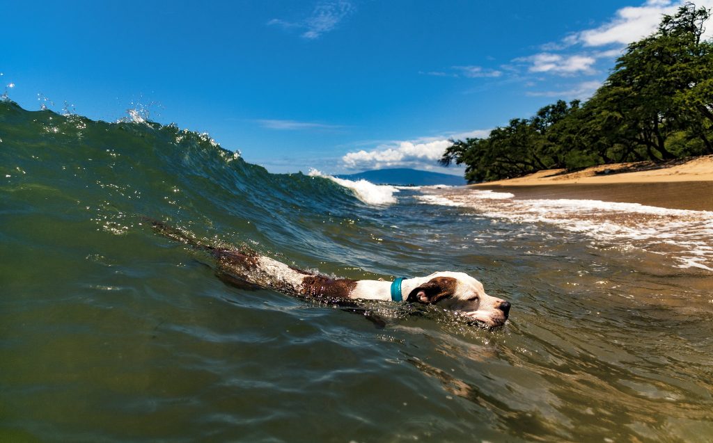 Pit bull swimming at Ukumehame Beach Park