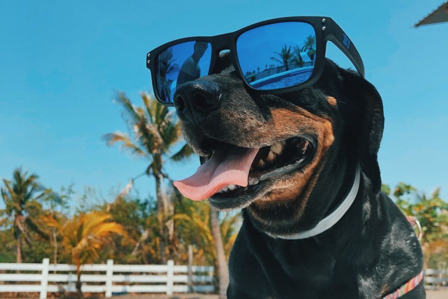 A dog wearing sunglasses in Hawaii.