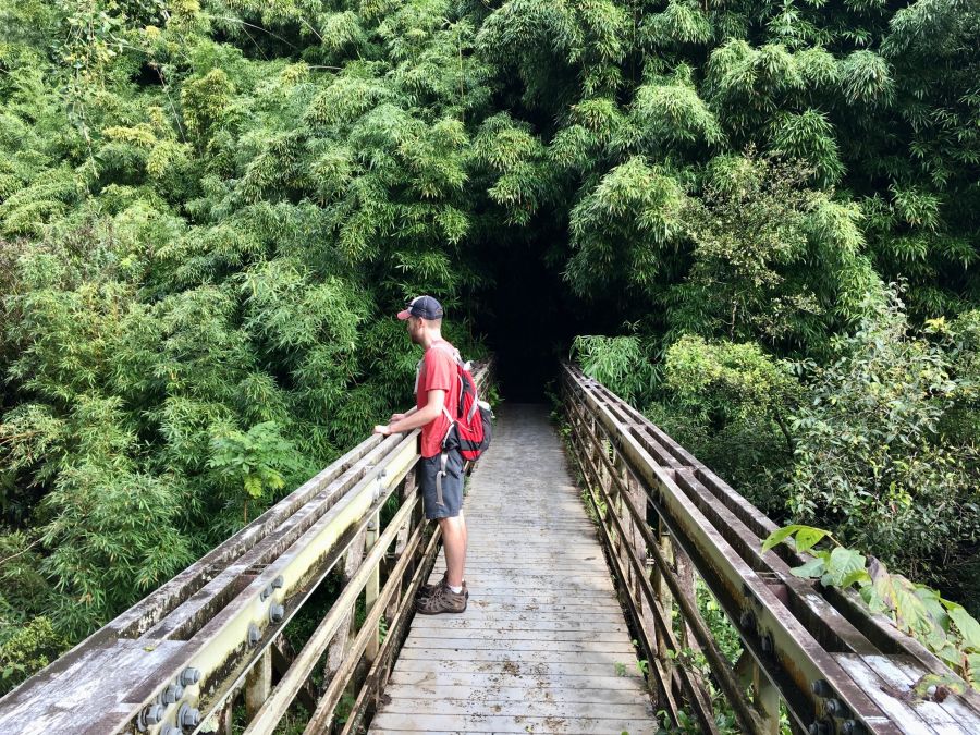 On Pipiwai trail - bamboo forest.