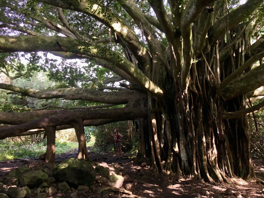 An old banyan tree on the Pipiwai Trail.