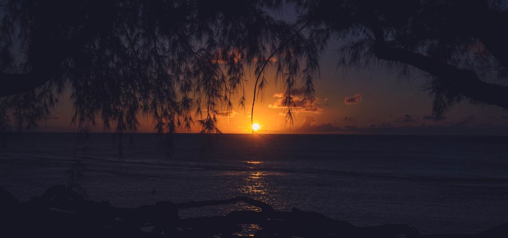 The last rays of the sun through the trees in Kauai.