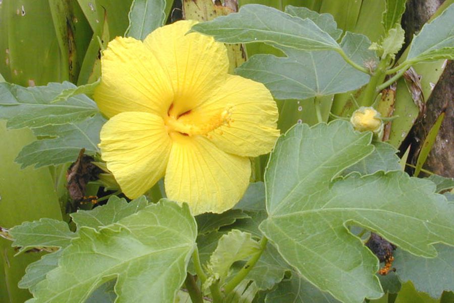 Hawaii State Flower - Yellow Hibiscus