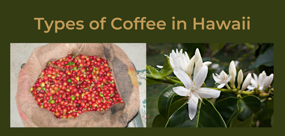 Types of coffee in Hawaii - a bag of Kona coffee cherries and coffee blossoms.