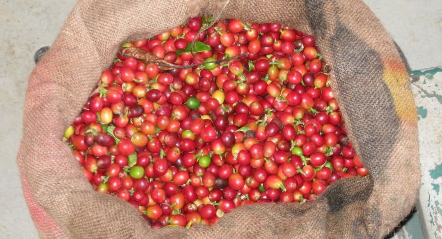 Types of coffee in Hawaii - a bag of coffee cherries.