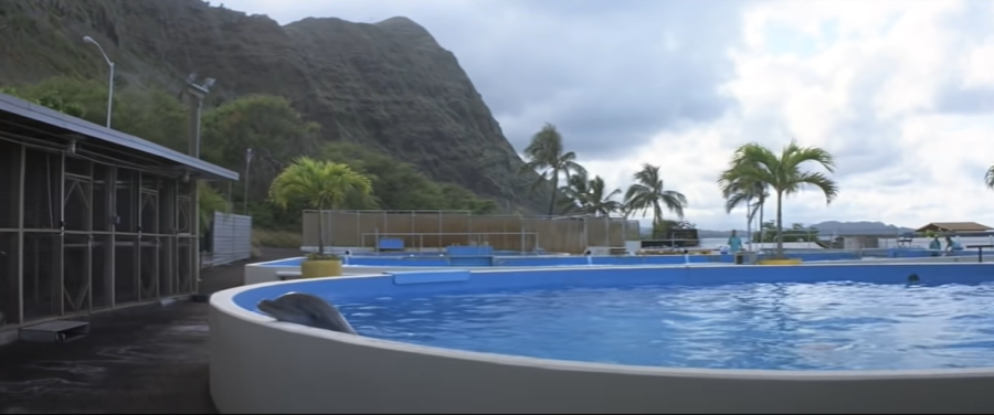 Sea Life Park in Waimanalo, Oahu, is one of '50 First Dates' filming locations.